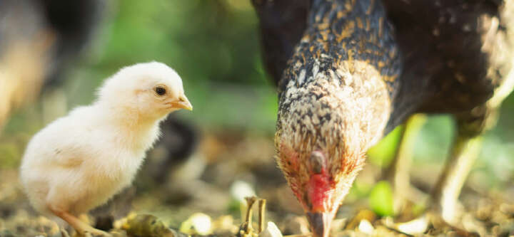 nutztierhaltung huehner halten themen e banner